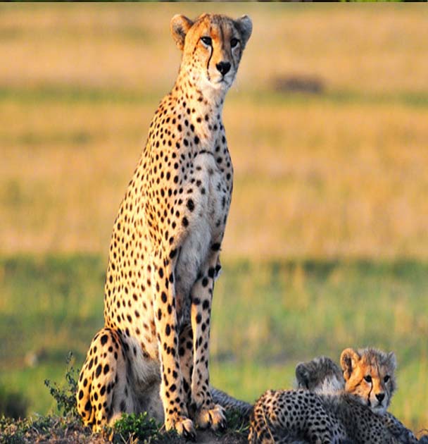 Cheetah family in the serengeti plains